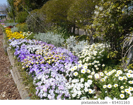 稻城中央公園花壇 65431163