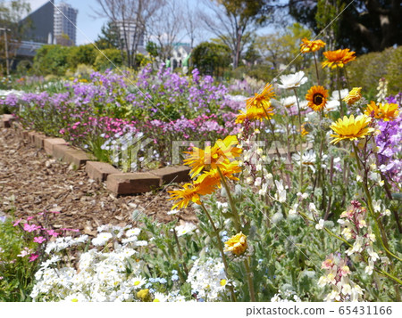 稻城中央公園花壇 稻城中央公園花壇 65431166