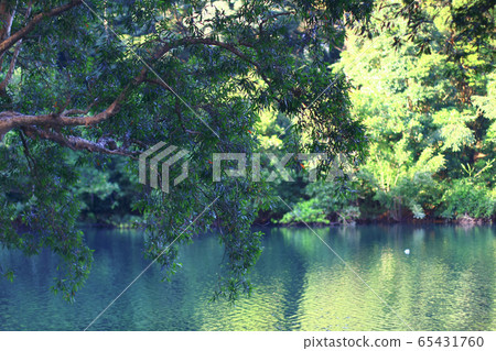 3 Aug 2008 Shing Mun Reservoir. Country Park, Hong 3 Aug 2008 Shing Mun Reservoir. Country Park, Hong 65431760