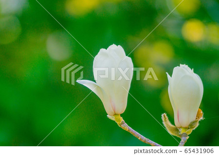 Magnolia 65431906