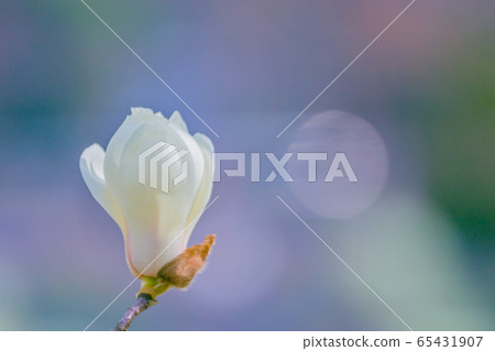 Magnolia 65431907