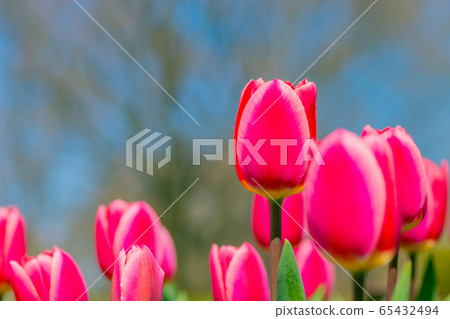 Tulip 65432494