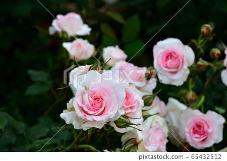 Amagasaki city, white rose from the rose garden in Oido Park Amagasaki city, white rose from the rose garden in Oido Park 65432512