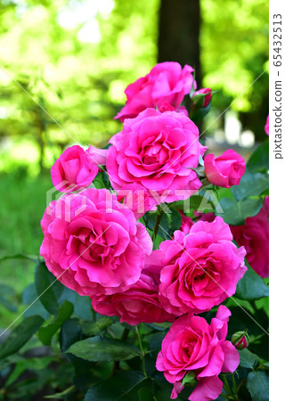 Amagasaki City Oido Park Pink Roses and Sunbeams 65432513