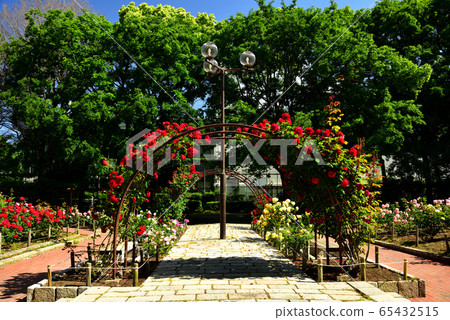 尼崎市大江戶公園玫瑰園風光 65432515