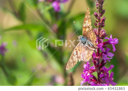 Butterfly Vanessa cardui with shabby wings sits on bright purple flower Butterfly Vanessa cardui with shabby wings sits on bright purple flower 65432863