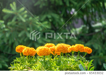 Row of Yellow Blooming marigolds. 65433032