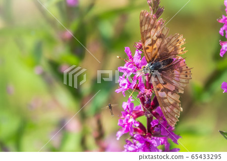 Butterfly Vanessa cardui with shabby wings sits on bright purple flower Butterfly Vanessa cardui with shabby wings sits on bright purple flower 65433295