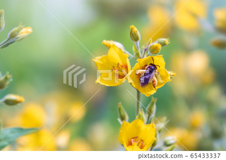 A bee collects nectar from yellow flowers 65433337