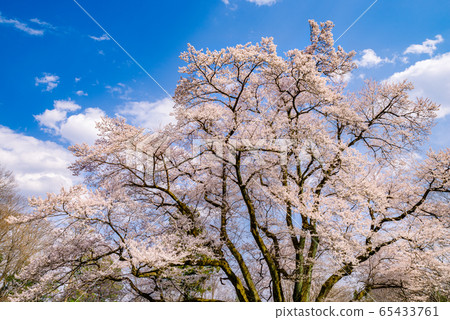 Ed Higan櫻花[Sa玉縣八里市八g城公園] 65433761