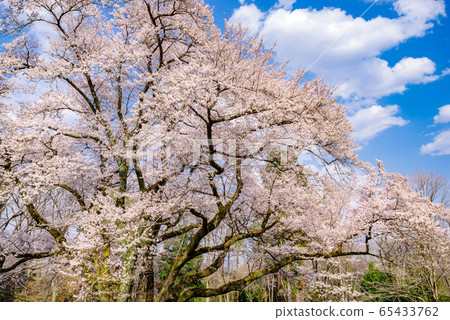 Ed Higan櫻花[Sa玉縣八里市八g城公園] 65433762