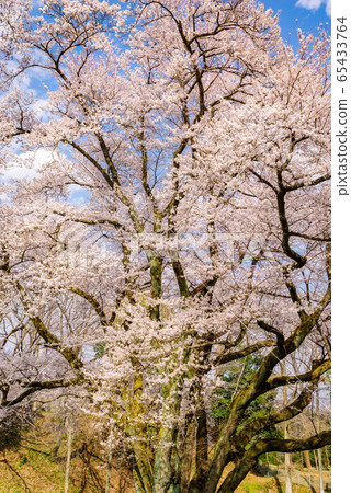 Ed Higan櫻花[Sa玉縣八里市八g城公園] 65433764