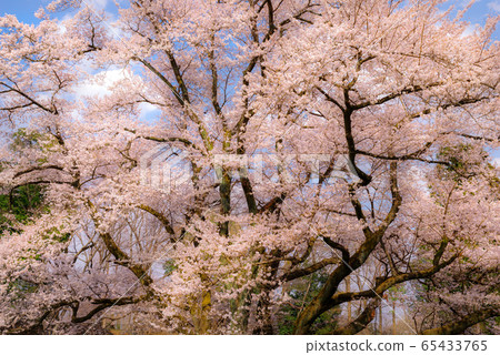 Ed Higan櫻花[Sa玉縣八里市八g城公園] 65433765