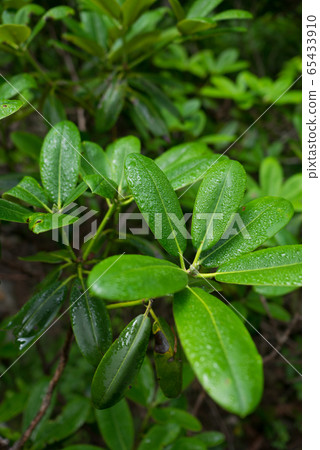 Leaves with waterdrops Leaves with waterdrops 65433910