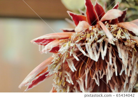 Dried flower  65434042