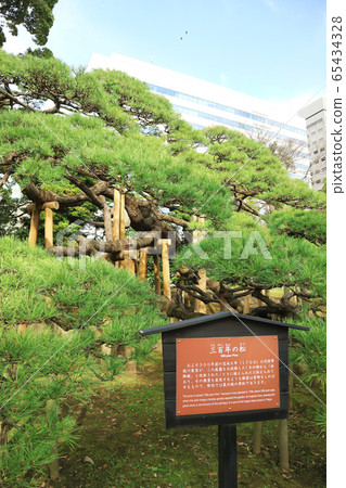 Three hundred year old pine tree (Hama Rikyu Garden) 65434328
