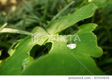 在森林，秋葉，倒下的樹木，山脈，人行道等中拍攝風景照片。 65434830