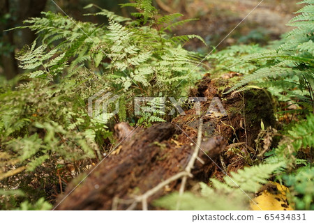 Landscape photographs in the forest, autumn leaves, fallen trees, mountains, walking paths, etc. 65434831