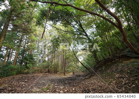 Landscape photographs in the forest, autumn leaves, fallen trees, mountains, walking paths, etc. Landscape photographs in the forest, autumn leaves, fallen trees, mountains, walking paths, etc. 65434840