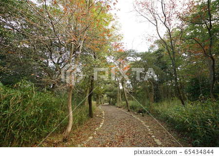 Landscape photographs in the forest, autumn leaves, fallen trees, mountains, walking paths, etc. Landscape photographs in the forest, autumn leaves, fallen trees, mountains, walking paths, etc. 65434844