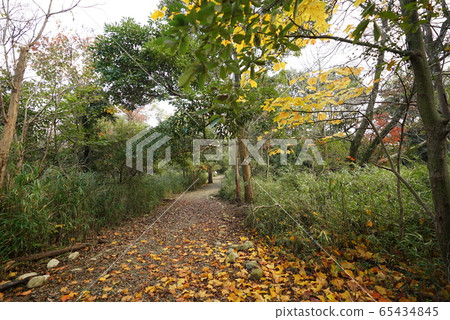 Landscape photographs in the forest, autumn leaves, fallen trees, mountains, walking paths, etc. Landscape photographs in the forest, autumn leaves, fallen trees, mountains, walking paths, etc. 65434845