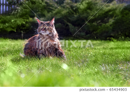 Maine Coon cat sitting on the green grass in yard 65434903