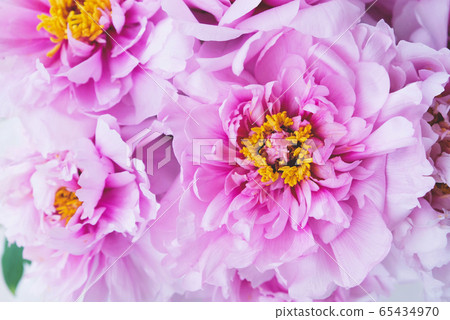 Fresh pink peony flowers in full bloom, close up. 65434970