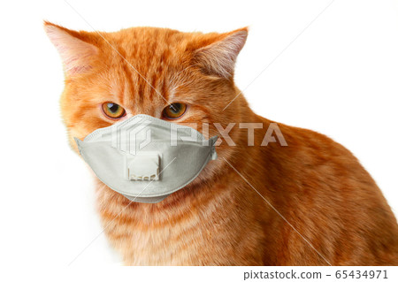 Red cat face in protective mask on a white 65434971