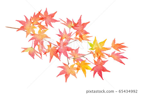 A branch of red autumn leaves. Watercolor illustration trace vector 65434992