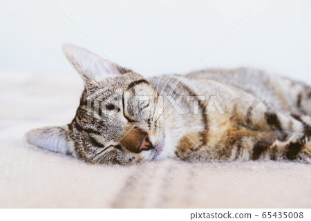 Young European Shorthair cat sleeping in bed. Young European Shorthair cat sleeping in bed. 65435008