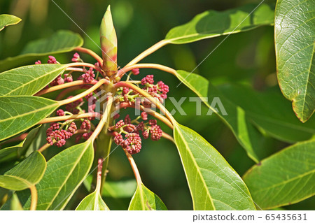 紅百合花 紅百合花 65435631