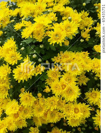黃菊花 黃菊花 65435751