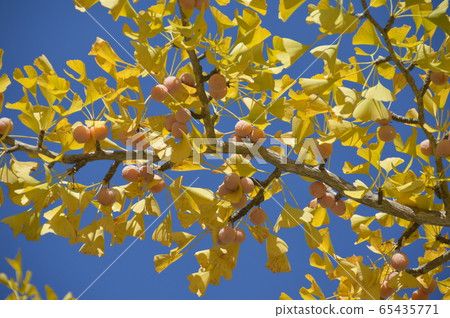 Ginkgo biloba, Ginnan (Chichibu Muse Park / Chichibu City, Saitama Prefecture) 65435771