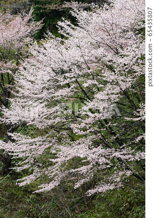 Wild cherry blossoms in full bloom 65435807