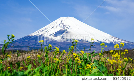Mt. Fuji from rape blossom panorama road Mt. Fuji from rape blossom panorama road 65435952