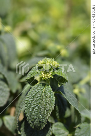 Shrub verbena flower 65436165