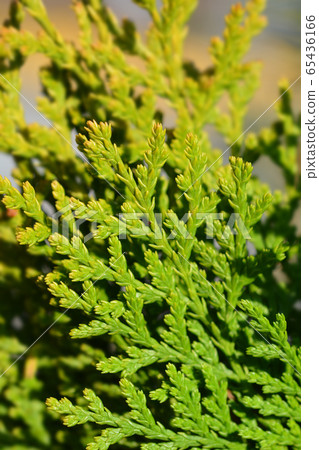 Dwarf golden oriental thuja Dwarf golden oriental thuja 65436166