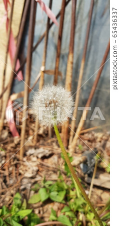 蒲公英 65436337
