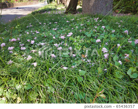 In late April, the beauty of cherry buds falling and still breathing on the grass 65436357