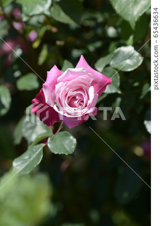 玫瑰 65436634