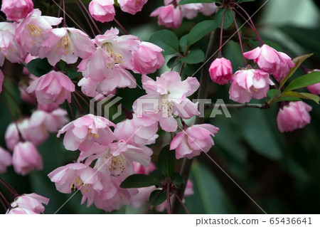 花Hana Kaido 65436641