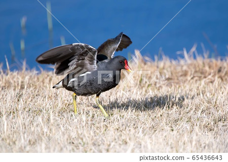 野鳥麵包車 65436643