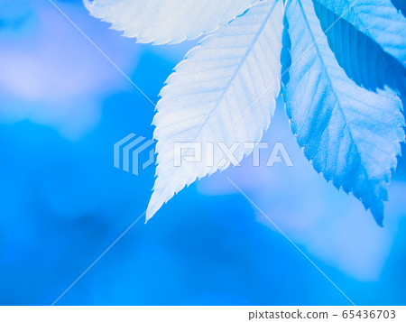 新鮮的綠色zelkova葉子 65436703