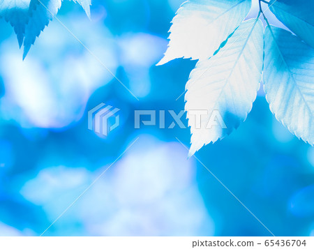 新鮮的綠色zelkova葉子 65436704