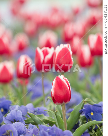 Tulip field 65437113