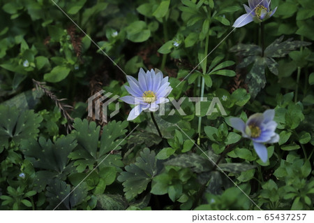 Early spring snowy Ichige (Yukiwari Ikka) 65437257