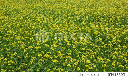 強姦花 強姦花 65437805