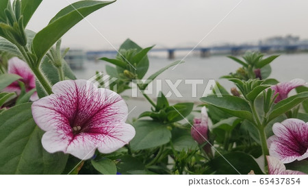 春天的花朵 春天的花朵 65437854