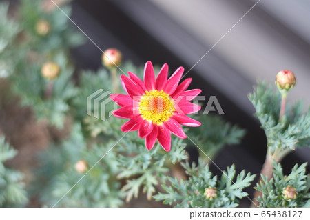 Bud Flowering Margaret 65438127