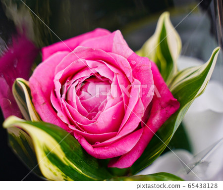 petal, nature, rose 65438128